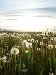 Retired War God Yang