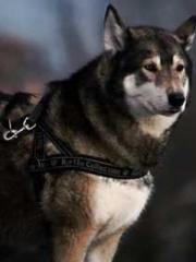 Awakening of the Mas